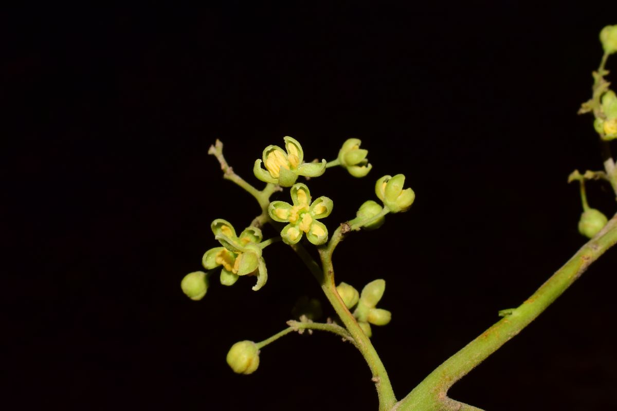 Ailanthus eFlora of India